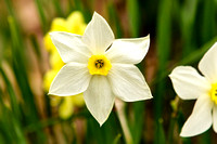 Daffodil Love